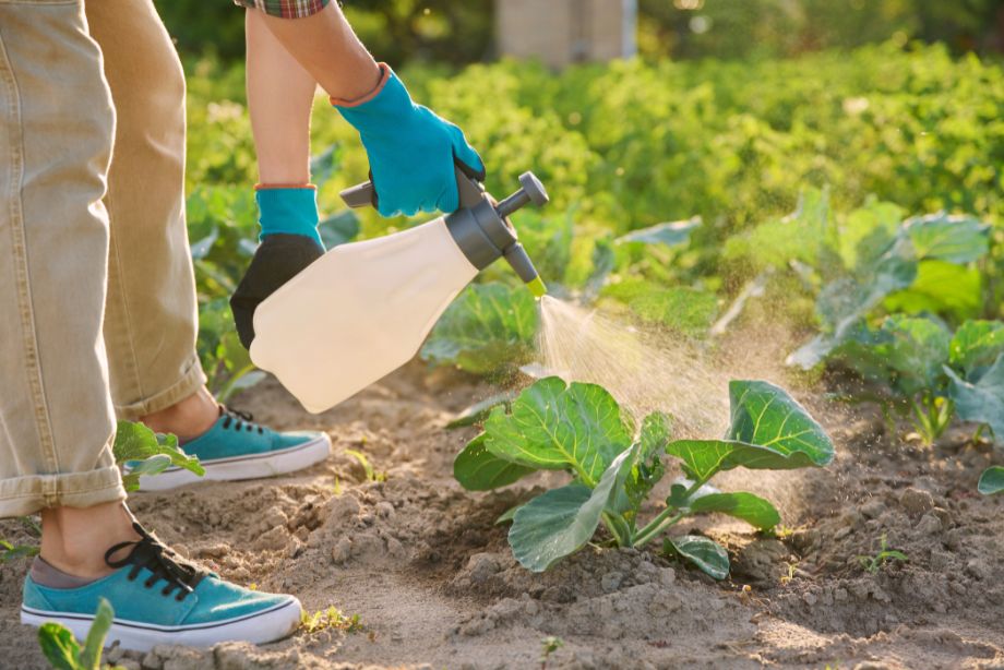 Comment cultiver des choux d'ornement pour colorer le jardin en hiver ?
