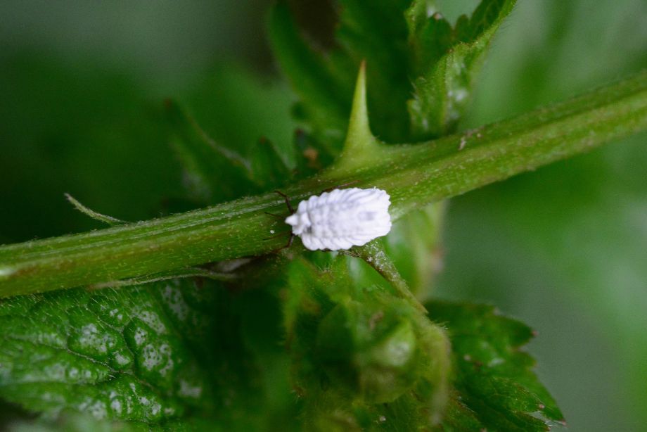 Comment éliminer naturellement les cochenilles sur vos agrumes selon Alain Baraton ?