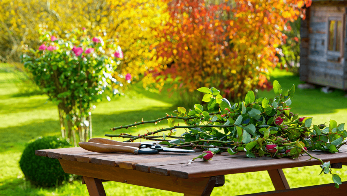 
                        Que tailler au jardin en ce début d'automne?
                    