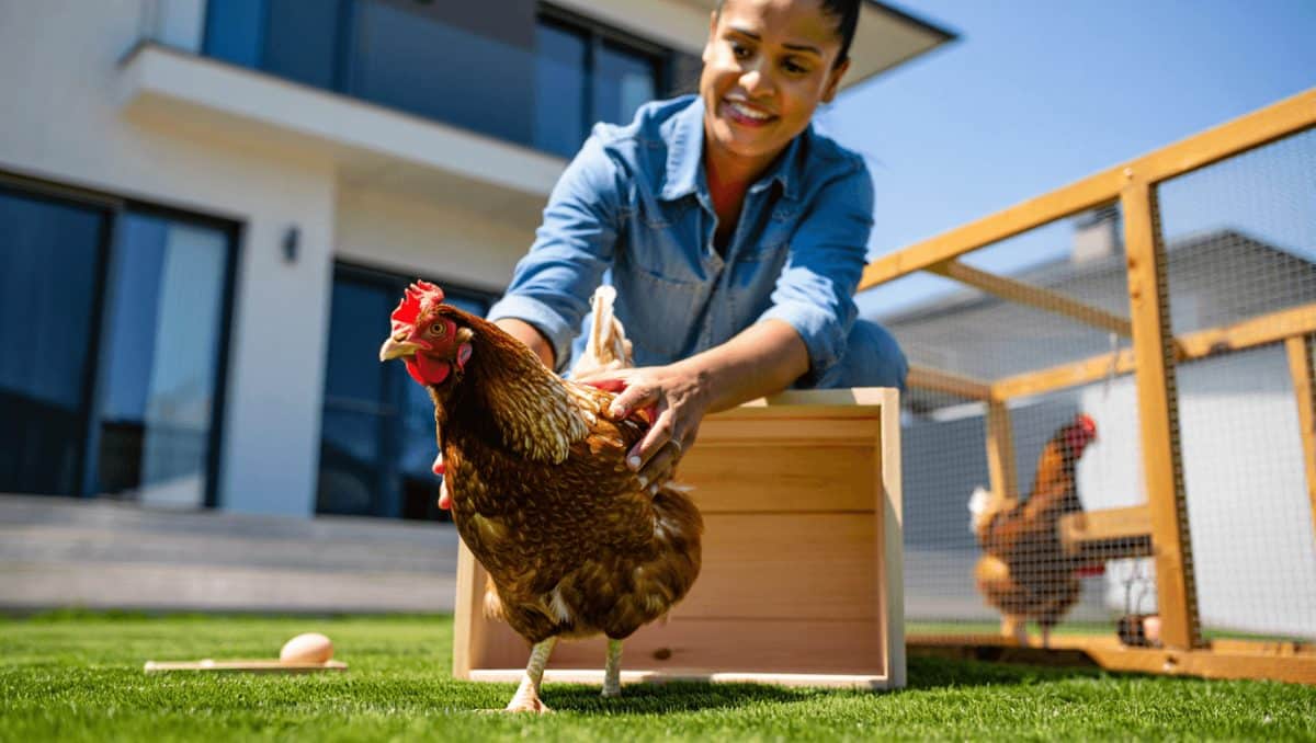 Pénurie d'oeufs: et si vous adoptiez une poule destinée à l'abattoir?