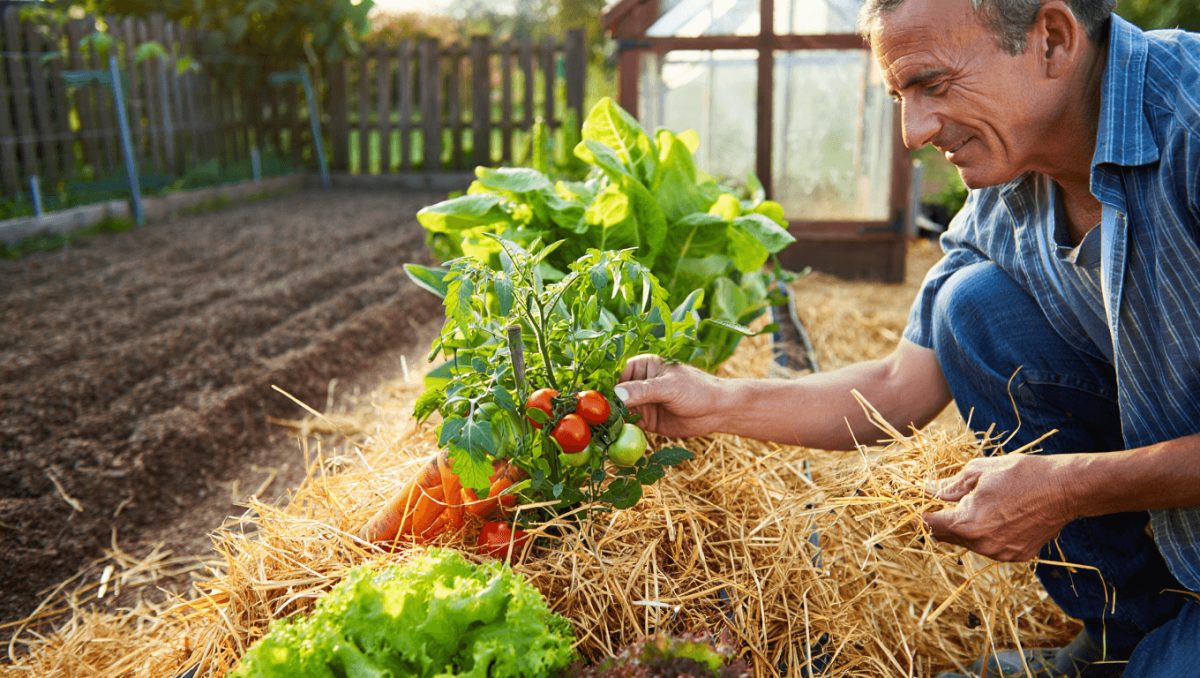 Grâce à cette astuce peu connue, obtenez de superbes récoltes au potager