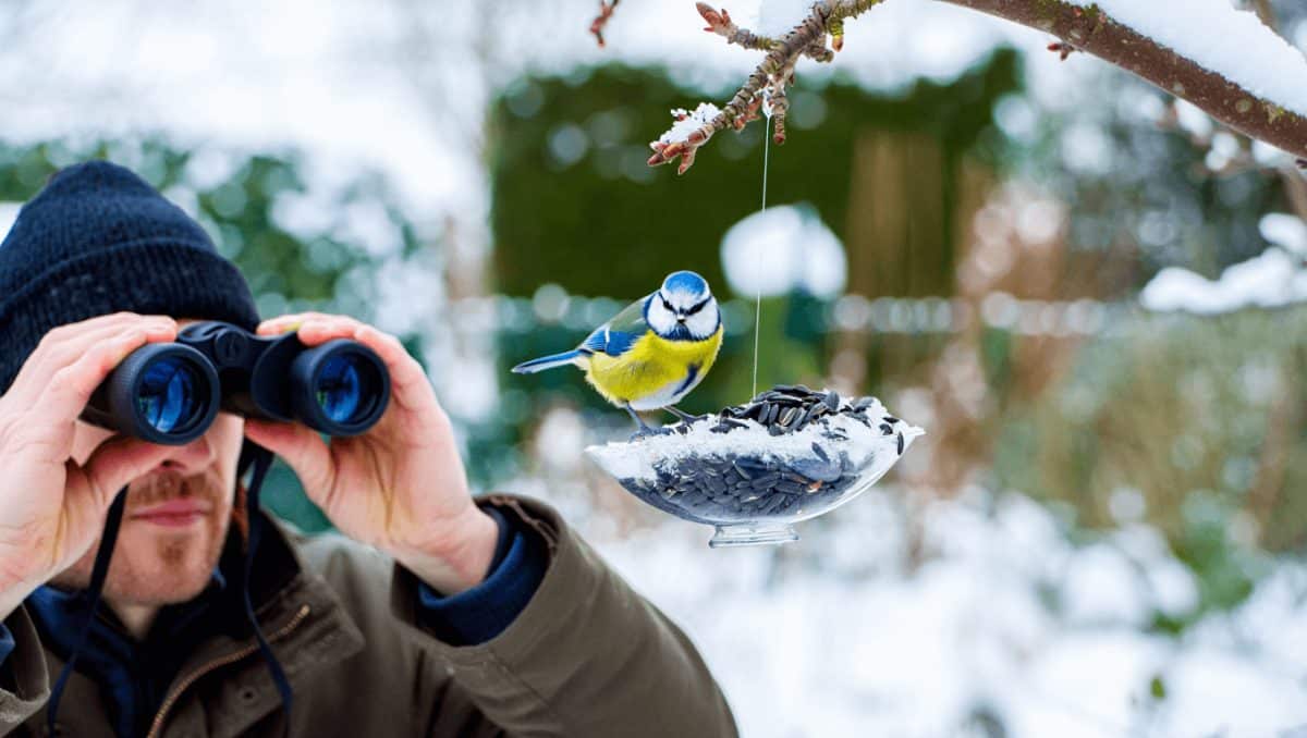 Comptage des oiseaux: ne manquez pas cette espèce rare présente dans nos jardins cette année