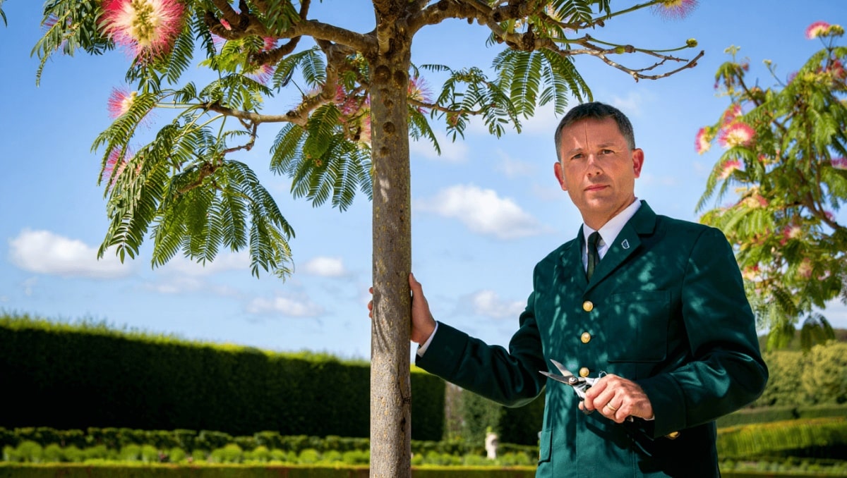 "Mon albizia qui était si beau fleurit moins. Que faire?"