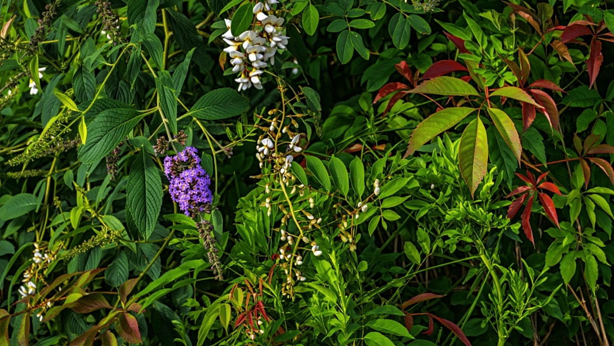 
                        Et si on réhabilitait les plantes invasives dans nos jardins?
                    