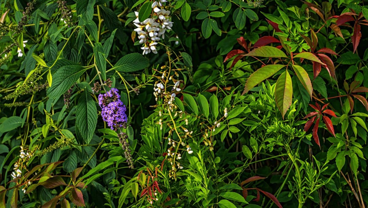 Et si on réhabilitait les plantes invasives dans nos jardins?