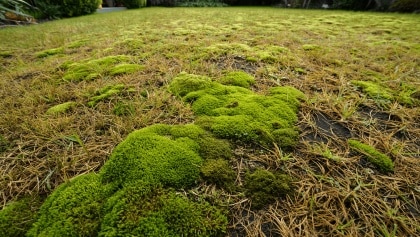 Votre pelouse est envahie de mousse? Voici comment s'en débarrasser