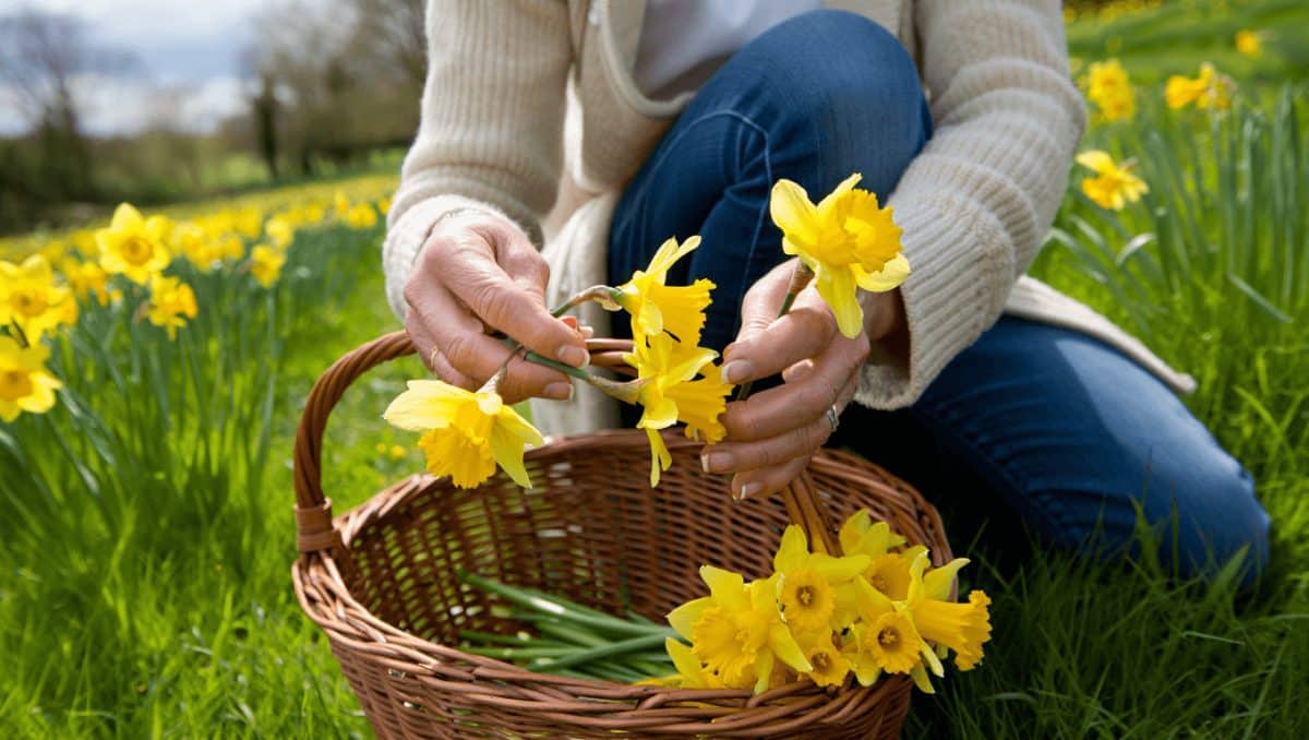 Cueillette des jonquilles: voici la quantité maximum autorisée pour vos bouquets