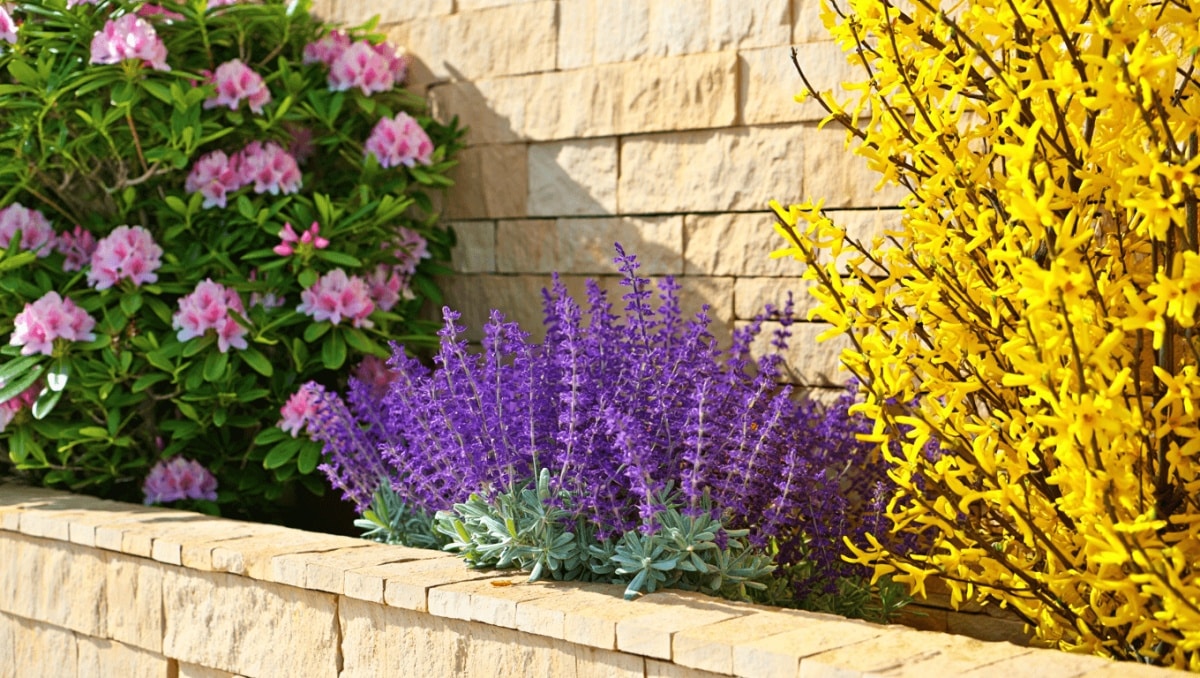 Quel arbuste fleuri peut-on planter contre un mur sans risque pour les fondations?